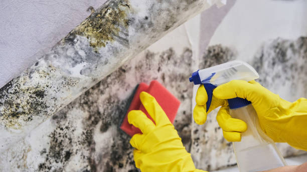 Best Mold Remediation for Healthcare Facilities  in Ocoee, FL